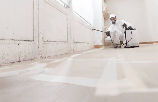 24/7 Emergency Basement Mold Removal experts in Snow Shoe, PA