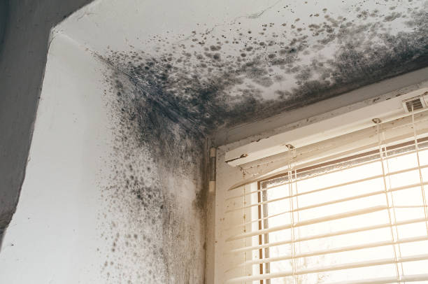Affordable Basement Mold Removal solutions in Snow Shoe, PA